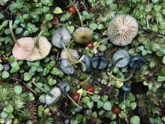 Entoloma glaucoroseum