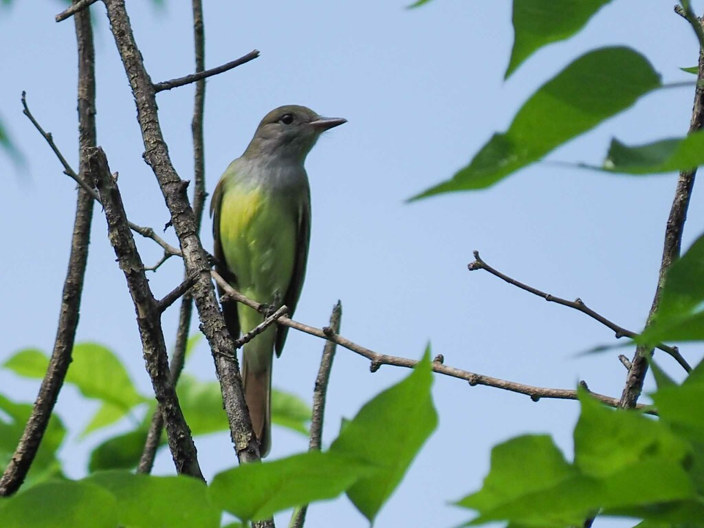 Myiarchus Flycatchers from Wells Branch, TX 78728, USA on May 5, 2024 ...