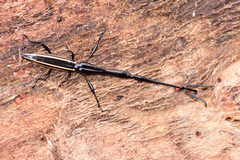 Brentus anchorago