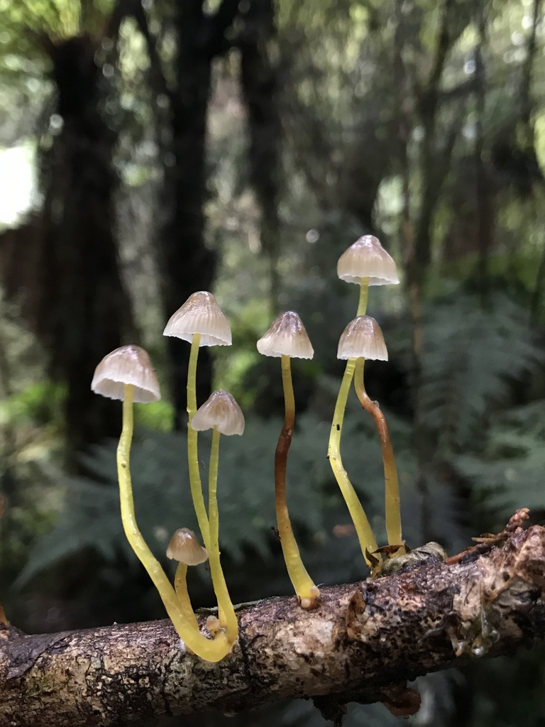 Mycena subviscosa