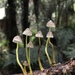 Mycena subviscosa - Photo (c) Christian Schwarz, some rights reserved (CC BY-NC), uploaded by Christian Schwarz