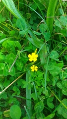 Oxalis