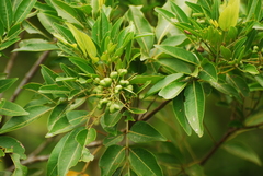 Arytera brackenridgei