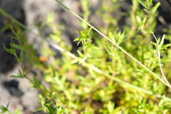 Carpacoce spermacocea