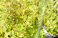 Carpacoce spermacocea