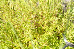 Carpacoce spermacocea