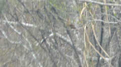 Cardinalis cardinalis
