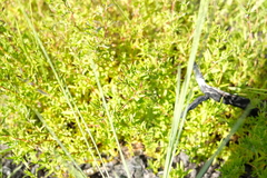 Carpacoce spermacocea