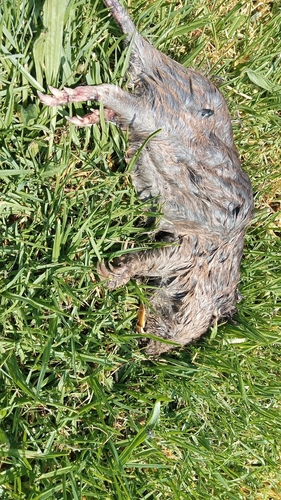 Merriam's Pocket Gopher