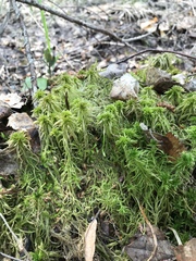 Sphagnum squarrosum