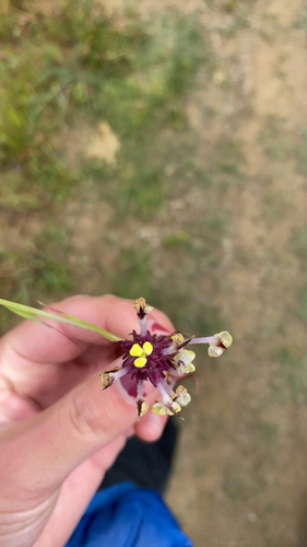 iNaturalist observation photo of butter-and-eggs
