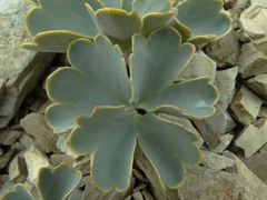 Ranunculus pilifera