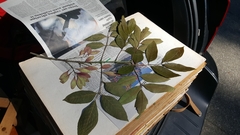 Fraxinus caroliniana