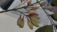 Fraxinus caroliniana