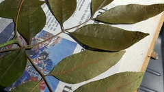Fraxinus caroliniana