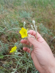 Ranunculus illyricus