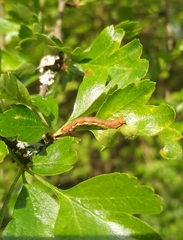 Erannis defoliaria