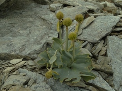 Ranunculus pilifera
