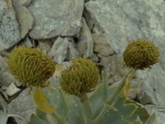 Ranunculus pilifera