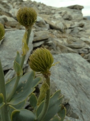 Ranunculus pilifera
