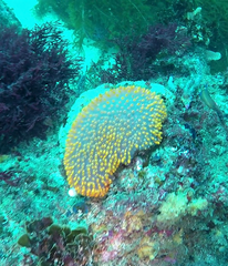 Polycitor giganteus
