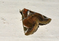 Eublemma costimacula