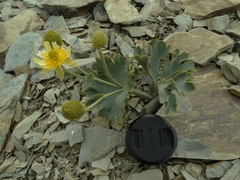 Ranunculus pilifera