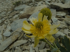 Ranunculus pilifera