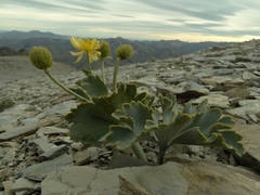 Ranunculus pilifera