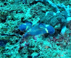 Clavelina meridionalis