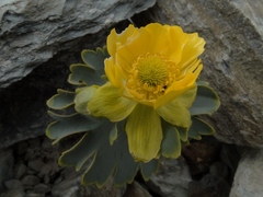 Ranunculus pilifera