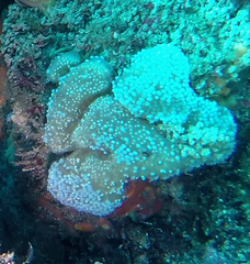 Polycitor giganteus