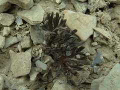 Ranunculus scrithalis