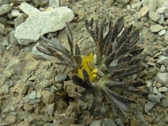 Ranunculus scrithalis