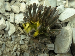 Ranunculus scrithalis