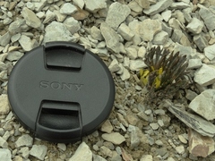 Ranunculus scrithalis