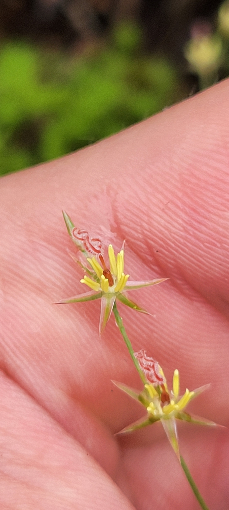 Juncus georgianus