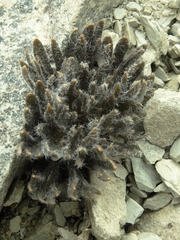 Ranunculus scrithalis