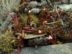 Epilobium tasmanicum