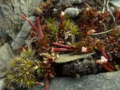 Epilobium tasmanicum