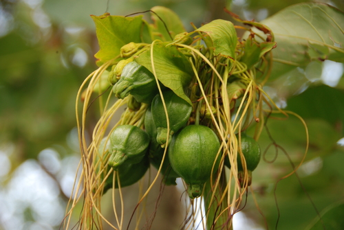 Polynesian Arrowroot