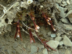 Epilobium tasmanicum