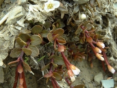 Epilobium tasmanicum