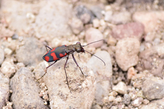 Cicindela sommeri