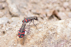 Cicindela sommeri