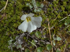 Ourisia caespitosa