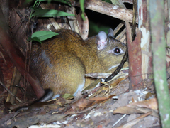 Long-Tailed Spiny-Rat photo 5