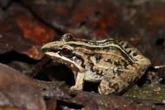 Long Snouted Thin-Toed Frog photo 3