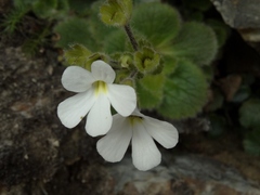 Ourisia spathulata