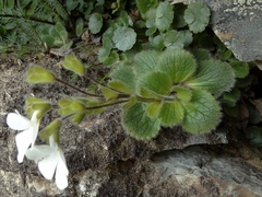 Ourisia spathulata